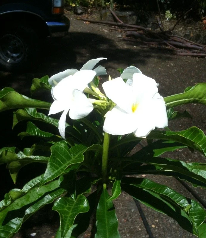 Plumeria pudica — Vintage Green Farms with Tom Piergrossi